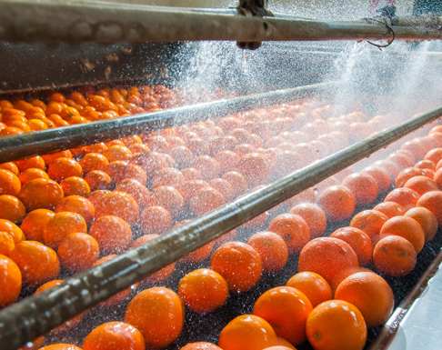Citrus Processing Solution